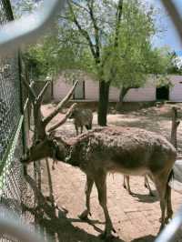 西寧野生動物園：一場熱血沸騰的動物奇遇之旅