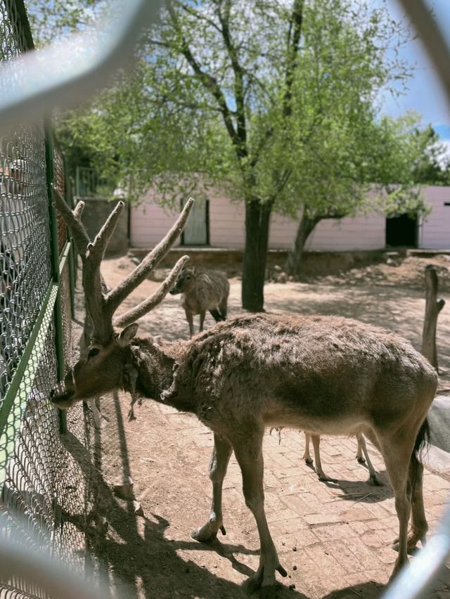 西寧野生動物園：一場熱血沸騰的動物奇遇之旅