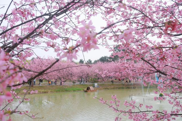 湖南衡陽常寧百萬櫻花園|櫻花浪漫  堆雲疊雪
