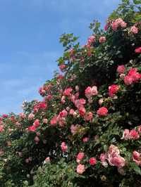 2.15實拍！！立新湖公園月季牆🌸⛲️（春天版～🌸