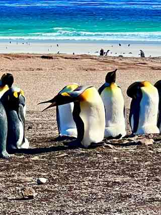 フォークランドのペンギンのコイン４種 フォークランドのペンギンのコイン4種 Yahoo!オークション