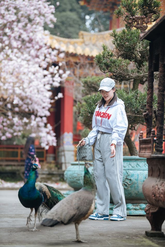 成都 Trip Moments｜賞花預告 這是看玉蘭花的天花板