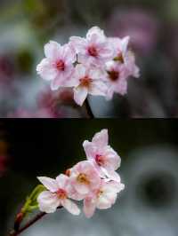 深圳賞櫻一日遊‖打卡避坑攻略