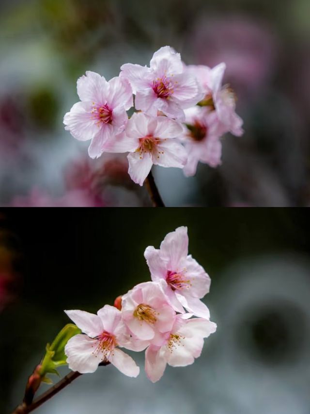 深圳賞櫻一日遊‖打卡避坑攻略