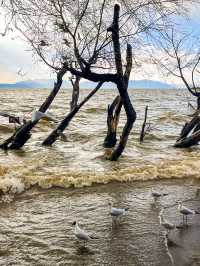 撈魚河濕地公園生存指南：如何完美仆街！
