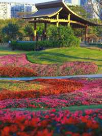 《桂灣公園的花海盛景》