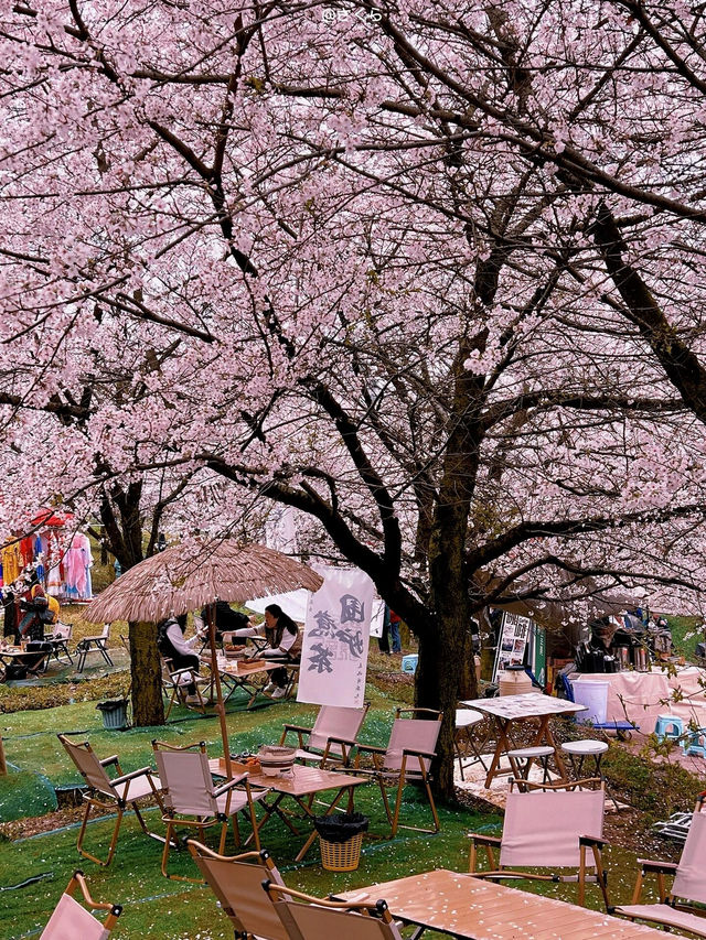 ——貴州平壩的櫻花盛景