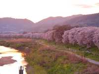 一生必訪！背割堤，邂逅絢爛櫻花海🌸