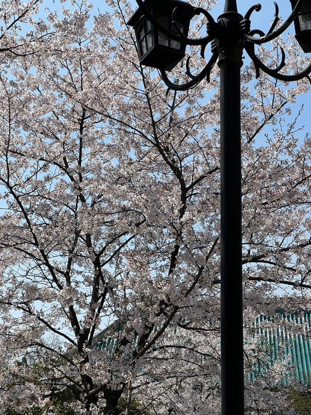 還好沒錯過武大的櫻花🌸武漢之旅圓夢啦