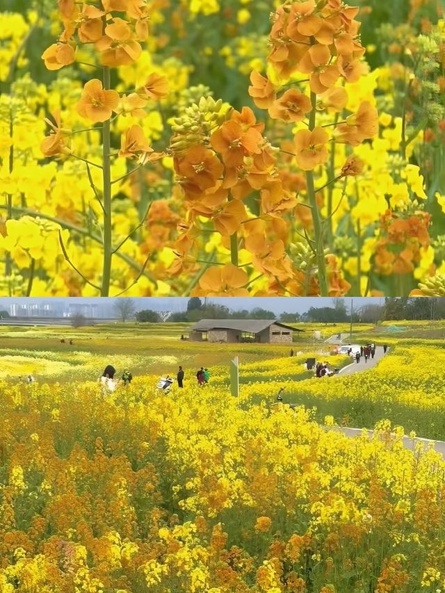 真不是雲南，是成都，成都也有油菜花梯田了！