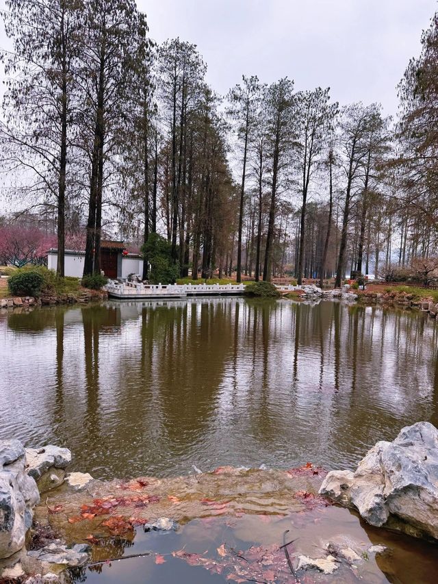 武漢東湖梅園，春天來了