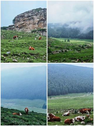 It's so beautiful!!! Shanxi's own Altay!