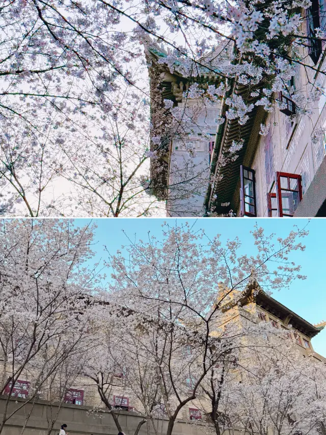 2025년 우한대학교 벚꽃놀이 완벽 가이드 | 최적의 루트 포함