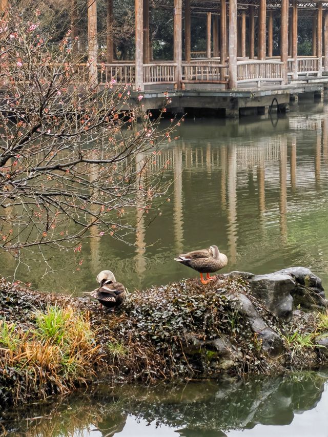 春日嘅淨慈寺