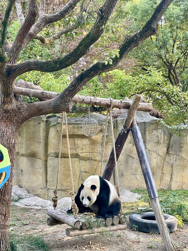 A No-Fail Travel Guide to Shanghai Wildlife Park!