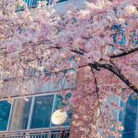 我不會放棄去濟州島看櫻花的🌸
