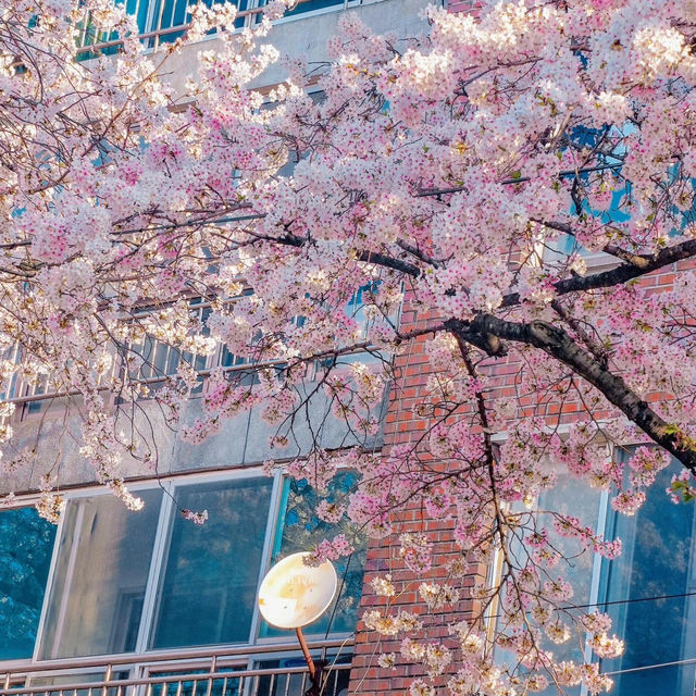 我不會放棄去濟州島看櫻花的🌸