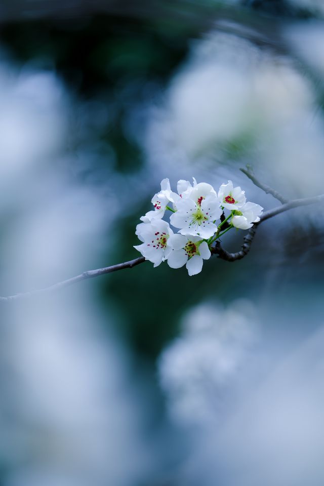 成都限定春日雪景 植物園梨花太美啦