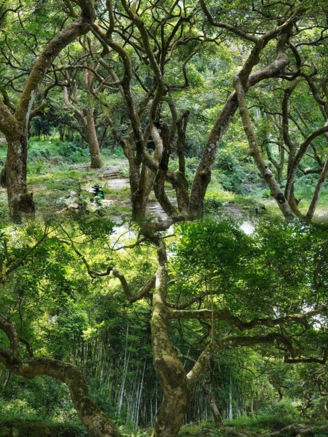 在廣州，誤入魔幻治癒系森林！