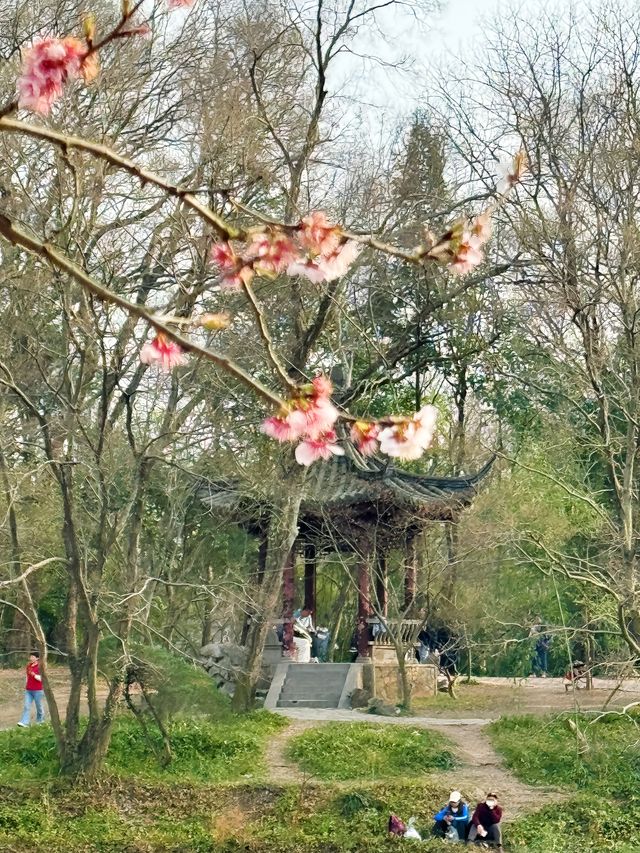 南京中山植物園北園賞櫻攻略！