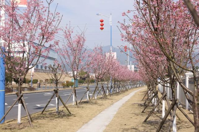 賞花指南 |一起來看銅鼓的「花花世界」！