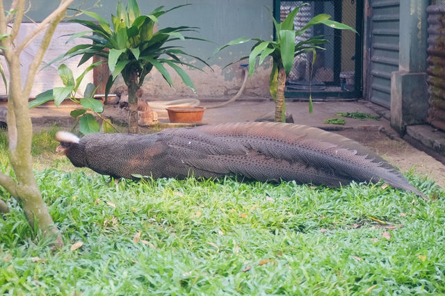 胡志明西貢動物園及其周邊