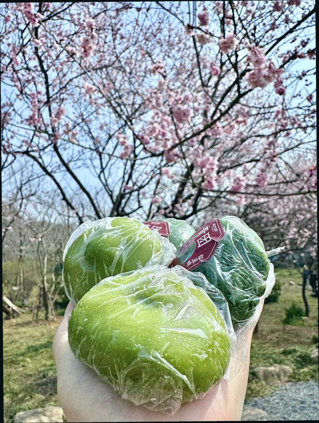 江蘇無錫｜清明賞櫻花兩天一夜攻略
