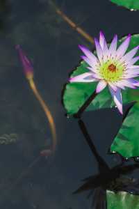 杭州賞荷花，別錯過這個莫奈花園