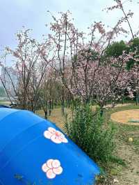 無錫賞櫻天花板！金匱公園超詳細攻略