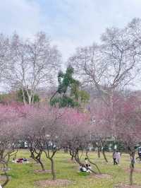 武漢大學櫻花城堡｜櫻花綻放的春日浪漫
