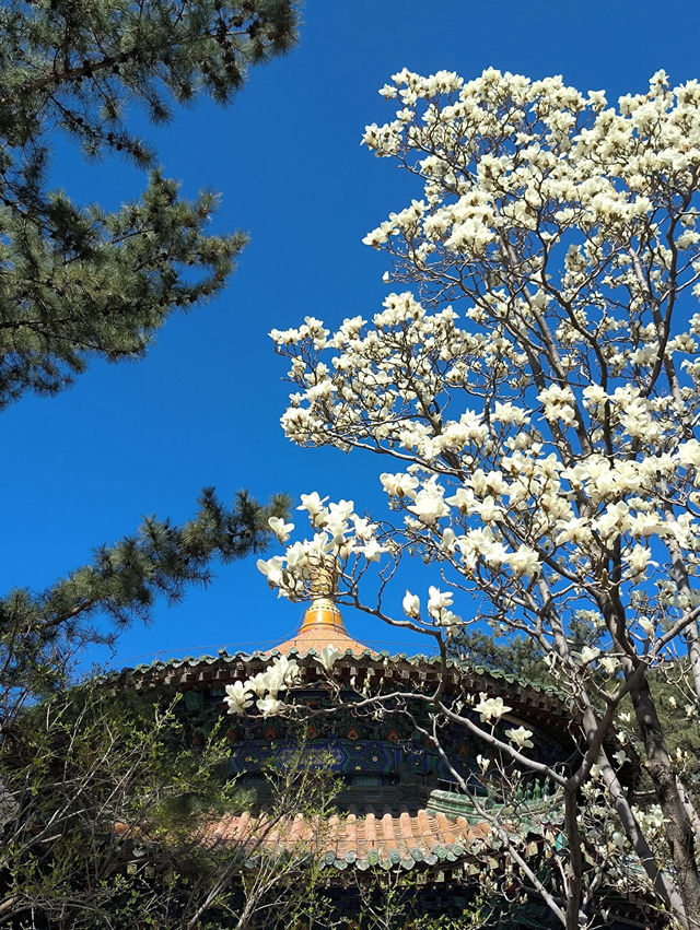 北京門頭溝潭柘寺｜古寺春色，一眼千年