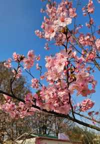 2025春日漫遊指南：上海辰山植物園「花海×美食」全維攻