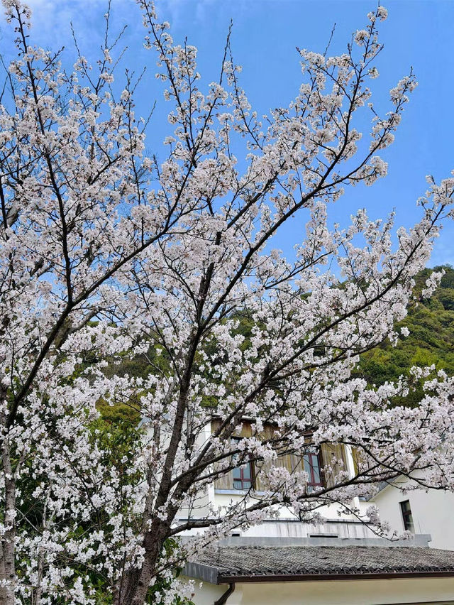 清明節小長假，去西山島上探春去！