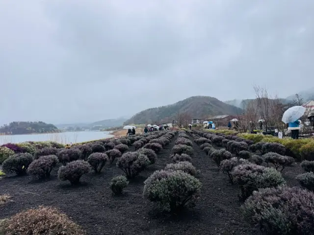 2025 Cherry Blossom Viewing in Tokyo and Surroundings (Part 1)