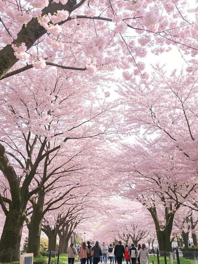 函館櫻花三日：山海與人文交織的春日巡禮