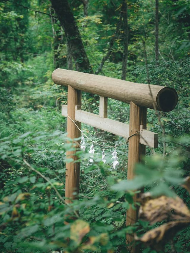 日本景點|絕美杉樹步道！神秘又瑰麗。