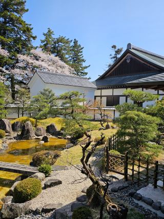 A destination less crowded than Osaka and more beautiful than Kyoto: Hikone Castle Sakura
