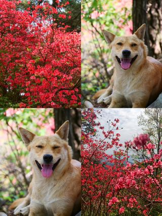 雲台山賞映山紅環線