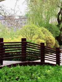 濰坊人民公園的賞櫻攻略