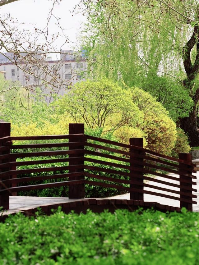 濰坊人民公園的賞櫻攻略