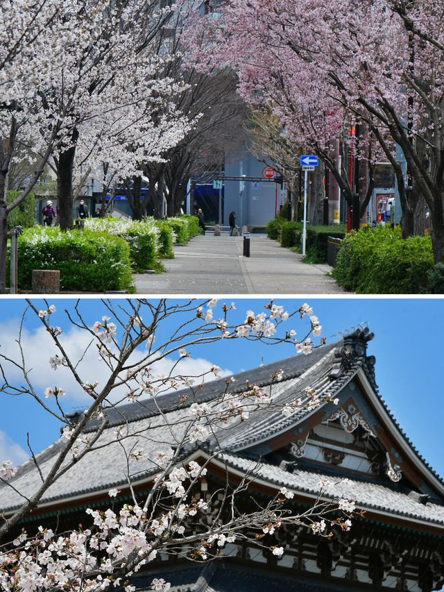 名古屋賞櫻～很多人都不知道的這幾處小眾賞櫻地真是太美了！