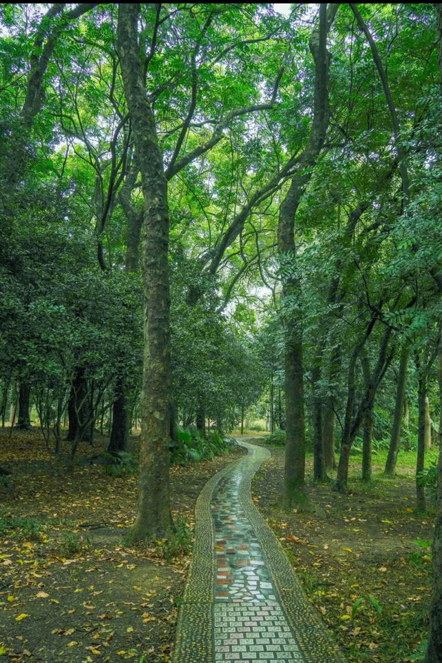 雨天的華南植物園就是送給i人的禮物