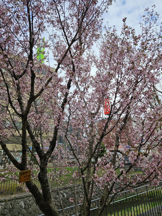🌸札幌二條市場前公園的櫻花盛宴🌸 🌸札幌二條市場前公園的櫻花盛宴🌸