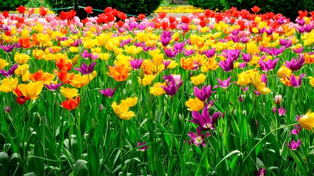 中山公園春日賞花：一場不期而遇嘅浪漫邂逅