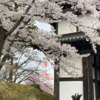 🌸仙台弘前公園｜追櫻成功！邂逅震撼全網的超絕櫻花雨！