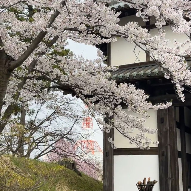 🌸仙台弘前公園｜追櫻成功！邂逅震撼全網的超絕櫻花雨！