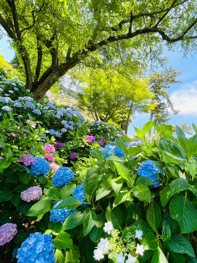 小田原城 | 繡球花與古城的浪漫邂逅