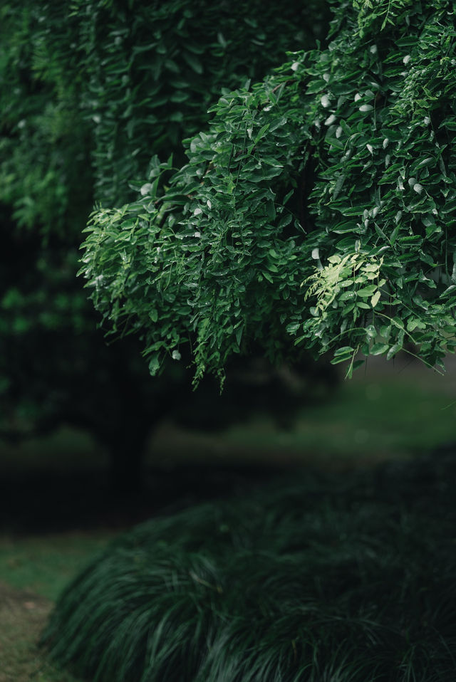 喺杭州，落雨天隨手一影就通往《言葉之庭》