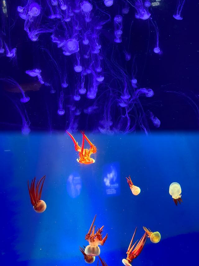 青島海底世界｜潛入夢幻藍色世界，與鯊魚共舞，美到窒息！