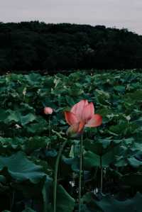 杭州周邊賞荷好去處🪷夏日頂流真係太驚艷